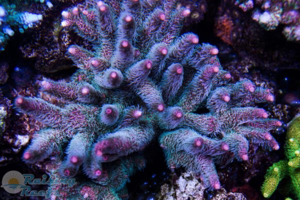 Kraken ссылка kraken link24 info