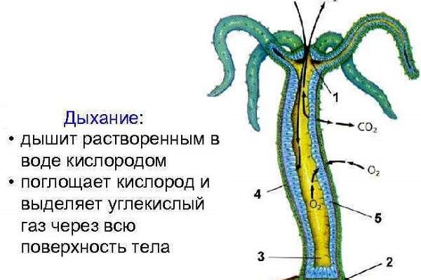 Кракен верное зеркало