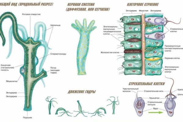 Kraken актуальные зеркала krakentor site