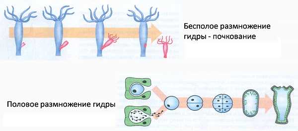 Как войти в даркнет