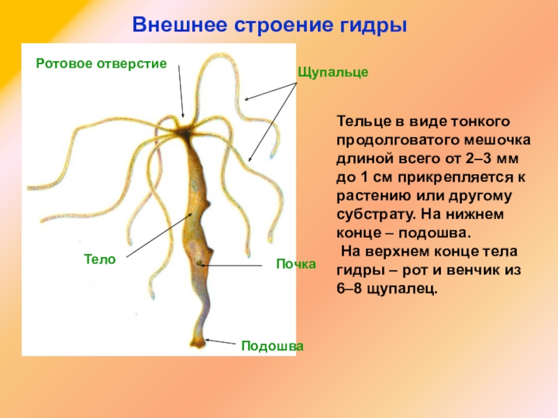 Кракен последние ссылки